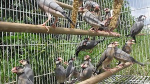 #E Java Sparrow - JS #M Pipit Java - Finch #C 文鸟 1. English Please...