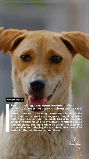 To find out more about these treatment methods, scientists put adult Dirofilaria immitis worms 🪱into 45 #dogs. They split the dogs into nine groups of five. After 75 days, two groups got doxycycline orally at 5, 7.5, or 10 mg/kg twice a day for 28 days. They also got ivermectin once a month at 6 µg/kg. Three groups didn’t get any treatment. The scientists checked the dogs before treatment💉🔬, and then 30 and 60 days after.🐶🐕 Whether they followed the 30-day wait period recommended by the Ame