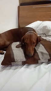 Purulia Hotel Akash sarobar a ami POSTO | Posto