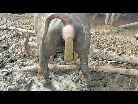 buffalo dung fanny video ll buffalo poop 💩