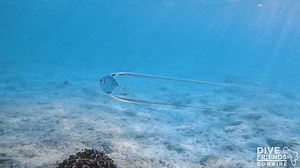 Have you ever seen a juvenile african pompano before!? 😍 This specimen was found in the shallows above a sandy patch in Bonaire. You could not believe the difference in appearance of when they are grown adults! | Dive Friends Bonaire