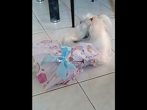 Meet my princess🥰🐩 jennifer vlogs