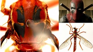 Ruthless Australian 'assassin flies' named for Thor, Deadpool — and Stan Lee