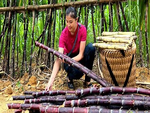 Harvesting purple sugar cane gardens to sell at highland markets | Crafty Brushcraft