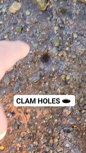 2K views | These soft shell clams make these holes in the tidal mud flats with their siphon. These clams are excellent eating  #Outdoors #nature #viral #food #clams | Wayne Bishko | Facebook