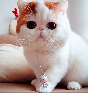 Watch and discover more about the loving Exotic Shorthair breed of cats ... ( #exoticshorthair #exoticshorthaircat #exoticshorthairkitten ) | CatFancast