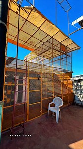 TRAINING FAST ROLLER TUMBLER ADULT PIGEON BREED | ROLLER KABUTAR ❤️❤️🕊️🕊️#kabutarlover #🕊️🥰❤️7006470930❤️❤️🕊️ #pigeonlove #kabutar #pigeonfan #pigeon #birds | YAWER SHAH