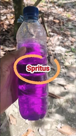 monkey pest repellent #cocoa #farmer #indonesia #viral #fypシ