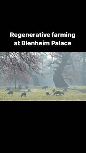Do you know what ‘mob grazing’ of sheep is? It’s short duration, high density grazing which leads to improved soil, healthier livestock and lower costs and it’s part of the regenerative farming ethos carried out at Blenheim Palace Estate. #sheep #regenerativefarming #blenheimpalace | The Game Fair