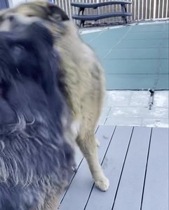 Tashi and Karma 🥶🐕‍🦺🦮🎅🏻🎄 | ZESTEY Pet Services