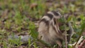 Siberian chipmunk - Khingan Nature Reserve, Russland
