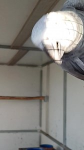 1.3K views · 215 reactions | Grevillea flower for Skipper and Charlie Girl | Six Grey Parrots | Facebook