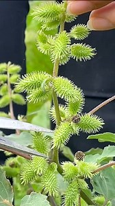 Xanthium sibiricum hay còn gọi ké đầu ngựa là một trong những món đồ chơi tuổi thơ nhưng không được nhiều bạn bè biết đến nữa. #kedaungua #ke #thuongnhitu #viemxoang #duoclieu #suckhoe #duocsihung #xuhuongvideo | Dược Sĩ Hưng