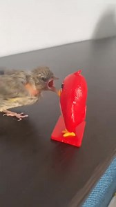 2.5K views · 102 reactions | the angry bird | John Salsa IX | Facebook