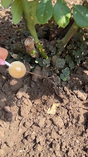 Surprise to my Dad #shorts by Secret Vlog | Secret Vlog