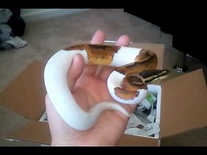 Unboxing a Ball Python Shipment