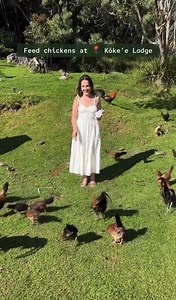 Embark on an unforgettable journey to Kauai in Hawaii✨🌴 🔥From the rugged cliffs of the Napali Coast to the lush valleys of Waimea Canyon, every corner of this tropical paradise beckons with its natural beauty and adventure. 🎥: shakaguide #hawaii #aloha #100Hawaii #traveling #kauai #adventures | 100% Hawaii