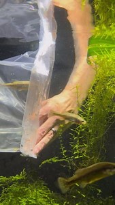 Here you can see Senior Aquarist, Paul, acclimating and releasing Butterfly splitfin fish into their new habitat in Deep Blue One! Acclimating new arrivals involves carefully matching water parameters such as temperature and pH to ensure a habitat exactly meets a species' requirements. This process can take time with water changes being undertaken very slowly. Once everything is exactly perfect, we then allow them into their new home. 💧 Butterfly splitfin fish used to be prevalent throughout th