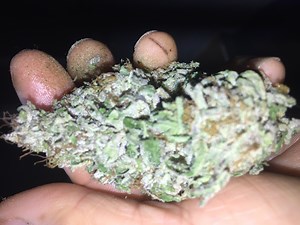 Cherry Cheesecake | Marijuana Strain Reviews