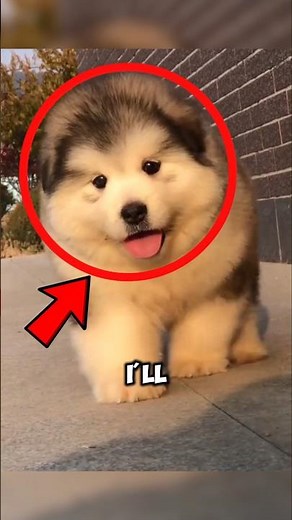 Abnormal dog behaviors 🐕 😱