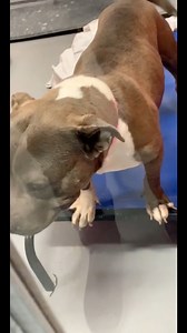 157K views · 18K reactions | Please show me some love by following me . I want to be your friend  #rescuedog #dogsofinstagram #adoptdontshop #doglovers #puppylove #rescuepup #dogstagram #dogoftheday #doglife #puppygram #furbaby #dogrescue #dogsofig #doggo #doggylove #dogsofinstagram | PawsPrairie Rescue | Facebook