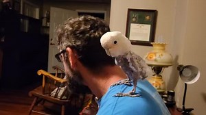 Me and daddy getting down with some Queen | Griffi The Dancing Cockatoo