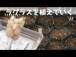 ラグラスを植えていく 秋植え(もう冬だけど) 春が楽しみ ガーデン diy