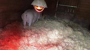 2.8K views · 319 reactions | Getting colder and the pigs are making their beds thicker❤️ | The Happy Herd Farm Sanctuary | Facebook