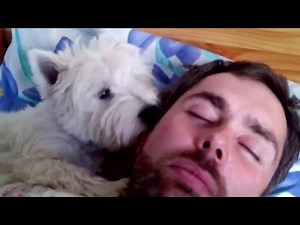 Westie cute puppy waking up owners