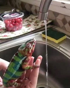 please wash your hands 🙌🤲 #corona #sanitize #washyourhands #memes #animal #cute #memes | Subtle Asian Traits