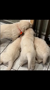 Puppies on the loose!!! It’s crazy cold today and while I did let the pups outside during the day for just a few minutes, now that the sun has gone down gosh, it’s just too cold out there. Sooooo, I let them loose in the entire puppy room. . They had a blast. Look for tomorrow morning’s video….it’s extra hilarious. One naughty puppy got into the newspaper and everyone else capitalized on the fun! | Integrity Golden Retrievers