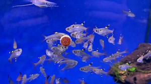 The Pristella Tetra (Pristella maxillaris), also known as the X-Ray Tetra, is a small, peaceful, and hardy freshwater fish Physical Appearance: • Size: Typically grows to about 1.5 inches (4 cm) in length. • Body: Semi-transparent, allowing a faint view of its internal structure, which is why it is nicknamed the “X-Ray Tetra.” • Fins: The dorsal, anal, and tail fins are strikingly colored: • Dorsal fin has a vibrant yellow base with black and white bands. • Tail fin is red-tipped, adding a splas