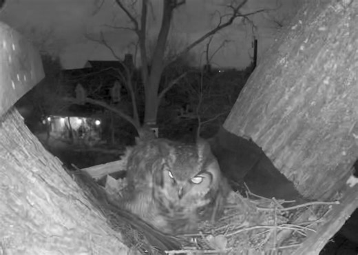 Fat and sassy! Mr. has brought so many rat "gifts" that Mrs. can't eat any more. He had to eat the last one himself! | Ennis Owl Cam