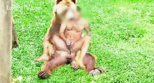 Un homo vicieux chevauche le phallus d'un ours en externe