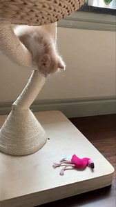 We have a climber! Sisu is 5 weeks old now and THRIVING! She escaped her playpen today and has been re-situated in our guest bath (where she’s safe and can’t escape), but she plays out in the main house several times a day now, and Lucy and Abby are tolerating her, though Abby keeps her distance. Unfortunately, Sisu REFUSES to give up the bottle so far, so we’re mixing kitten “mousse” in with her formula. Her favorite toy, the pink flamingo, can be seen in the video. She’s stalking and pouncing 