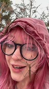 591K views · 4.8K reactions | FOUND  MORE  STICK  BUGS  ☺️ #bugs #bug #wildlife #pets #animals | CatAleah | Facebook