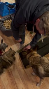 Vi tester vippa og Cora klarte det supert på første forsøk🐶❤️ Heia gamle damer som lærer nye triks🐶❤️ | Solplassen omplassering- og hvilehjem for eierløse hunder