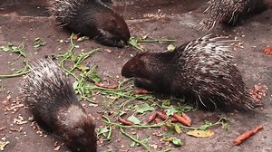 Суматранский дикобраз (лат. Hystrix sumatrae) —: стоковое видео (без лицензионных платежей), 3888353887 | Shutterstock