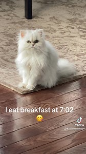 79 reactions | Feed me!  #PowderpuffPersians #teacuppersiansofinstagram #teacuppersians #persiancats #persiankittens #persiancatsofinstagram | Powderpuff Persians | Facebook