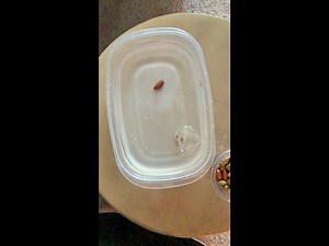 Science from home: Meteors & meteorites