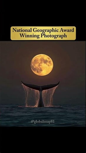 Is This National Geographic's Best Photo? The Viral Whale Tail Mystery 🐋🌕 #news #viralpic #viral