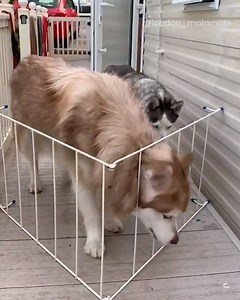 "But seriously... how do I get out?" 😂 | Go Fetch