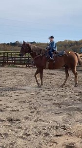 2.8K views · 26 reactions | Hip number 270 selling tomorrow | Mt. Airy horse and tack sale | Facebook