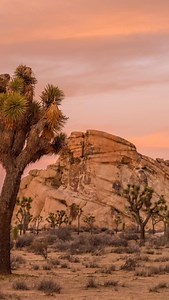 12 reactions | Winter sunsets in Joshua Tree continue to be...