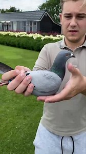 1st NPO Chalon 484km against 7,188 Pigeons - Veenstra #racingpigeon #pigeonsport #pigeon #racing #veenstra | PigeonVibes
