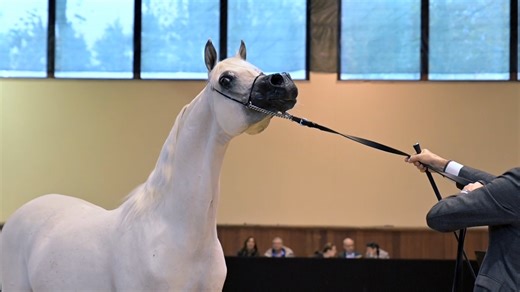 👑 The King of Europe 👑 An amazing season for this International Multi-Champion white stallion representing budhens.stud ! 𝐄𝐐𝐔𝐈𝐁𝐎𝐑𝐍 𝐊.𝐀. took the European Championship arena by storm and won the 𝐔𝐧𝐚𝐧𝐢𝐦𝐨𝐮𝐬 𝐆𝐨𝐥𝐝 𝐂𝐡𝐚𝐦𝐩𝐢𝐨𝐧 medal, the 𝐁𝐞𝐬𝐭 𝐇𝐞𝐚𝐝 & 𝐭𝐡𝐞 𝐇𝐢𝐠𝐡𝐞𝐬𝐭 𝐒𝐜𝐨𝐫𝐢𝐧𝐠 𝐌𝐚𝐥𝐞 titles. Along with his partner Tom Schoukens, they make a power couple 💣, and this is definitely not the end. Keep following their journey together for more exciting plans