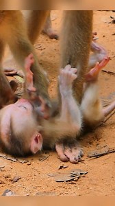 Poor baby monkey Leo crying #monkeys #Leo #monkeycrying #fbreelsvideo | BB Monkey Lucie