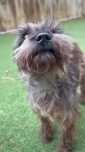 5.4K views · 1.3K reactions | Ellie and Gretyl are so sweet!!! | Mount Pleasant Avenue Premier Canine Villas & Spa | Facebook