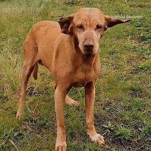 14K views · 665 reactions | Just flopping in the wind  | Go Fetch | Facebook