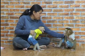 Poor small Kevin crying informed Mom his brother bad habits | Monkey Kevin